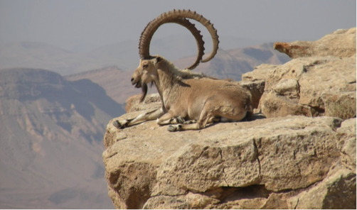 bighorn